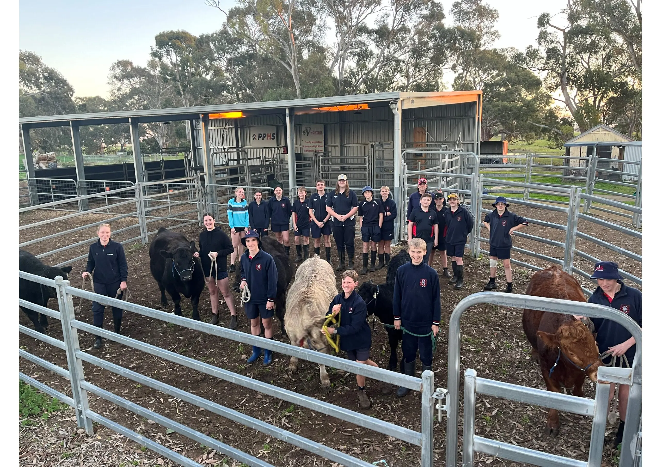 column – Ag Speak – All Action Naracoorte High – Cattle Handlers Picture