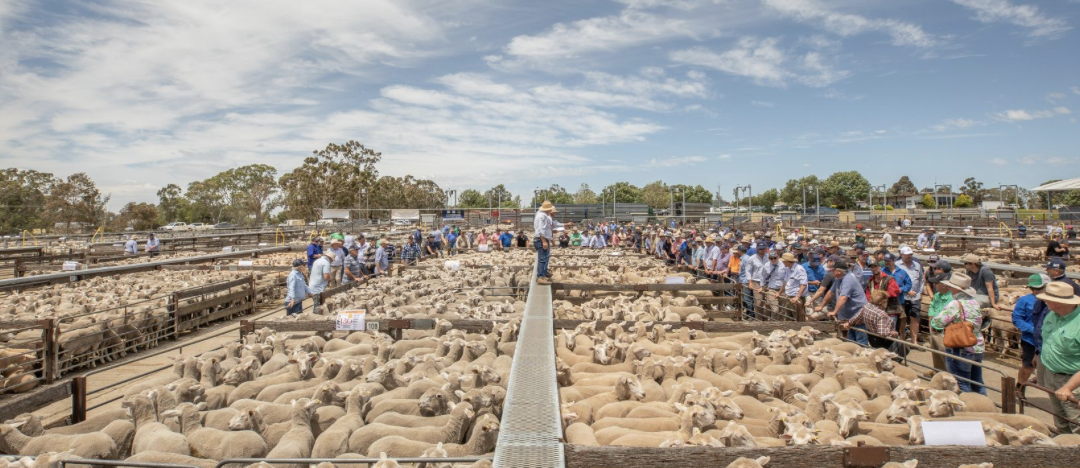 Naracoorte Market Report 7/5/2024