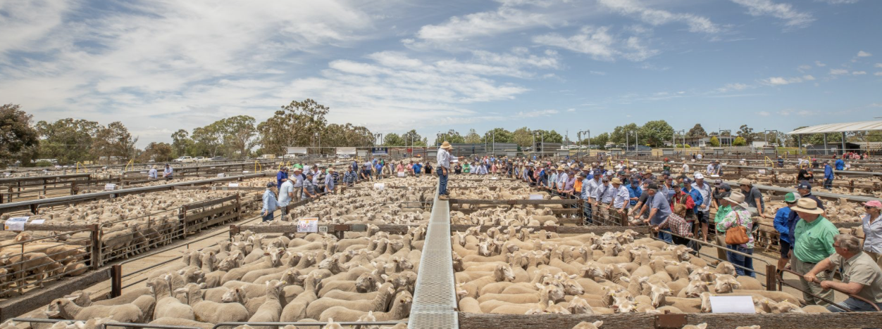 Naracoorte Saleyards