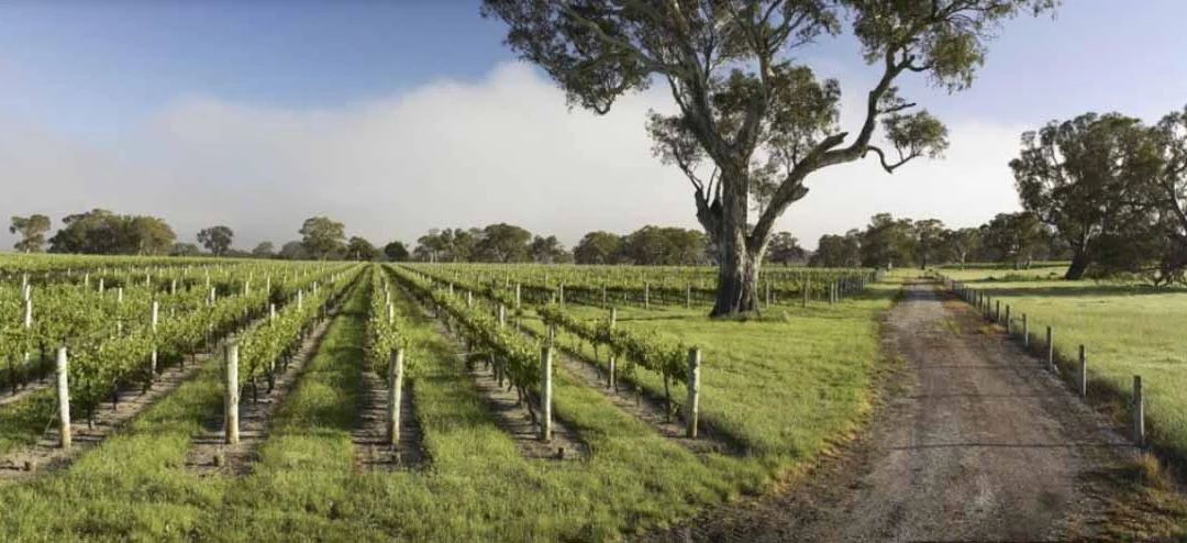 Coonawarra Running Festival