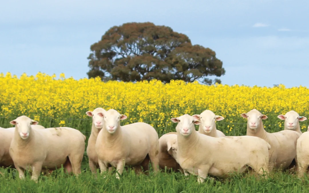 Janmac sires breed suckers to hit market sweet spot