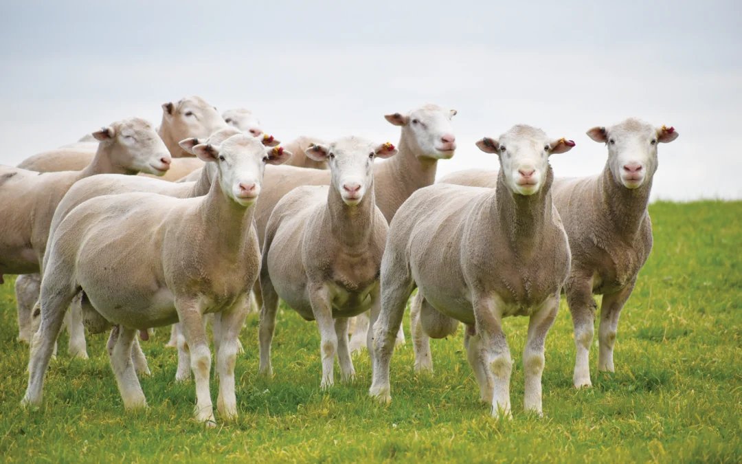 Woolumbool breeding what the industry requires