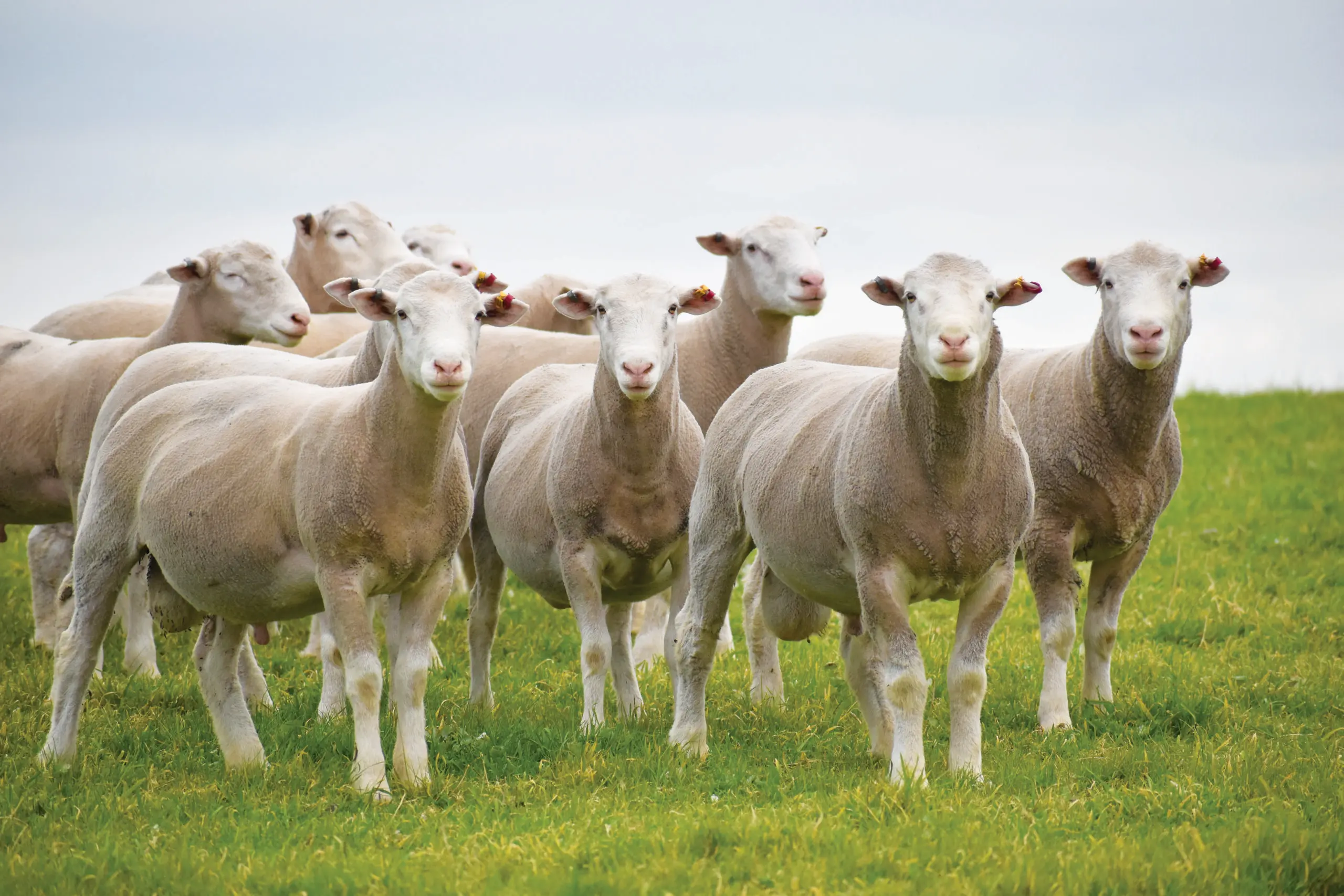 editorial – Woolumbool picture
