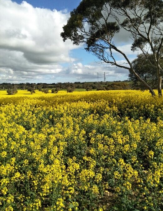 Picturesque cropping & grazing farm