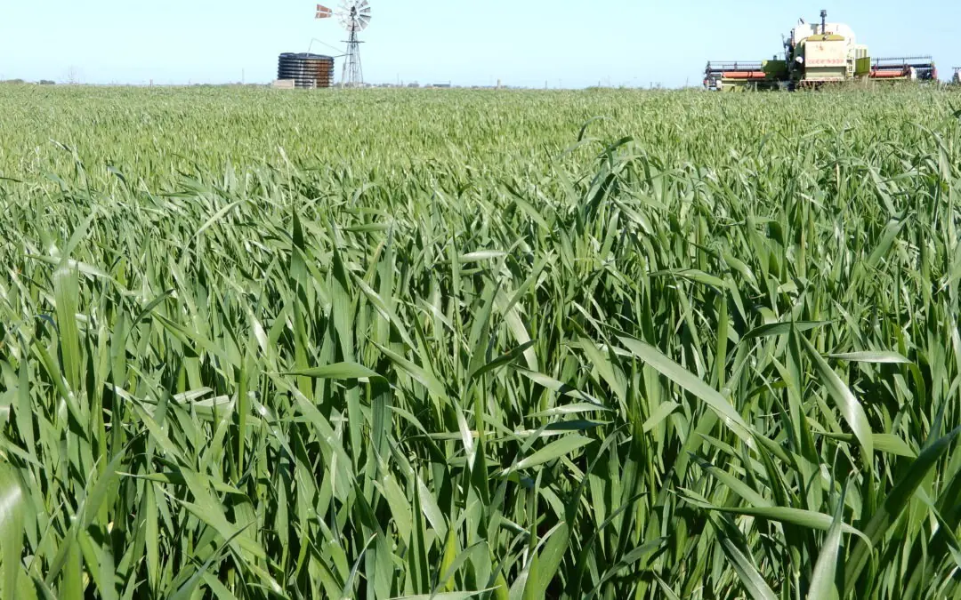 Reliable location, productive and versatile: Class ‘A’ Cropping and Grazing Opportunity