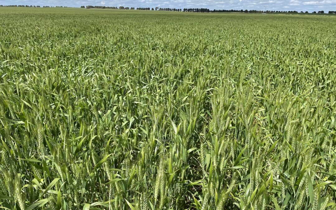 “Panorama” & “Larrys” Hundred of Makin Road and Emu Flat Road Keith: Fence to Fence Cropping! + Grazing