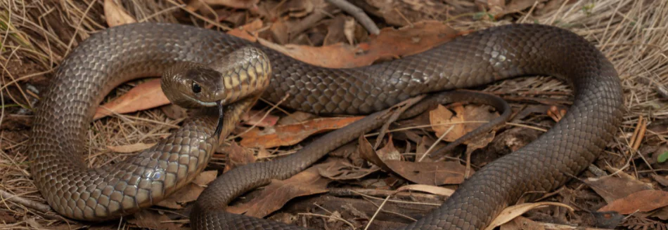 Snake season