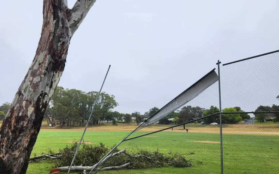 Naracoorte Rangers Baseball report