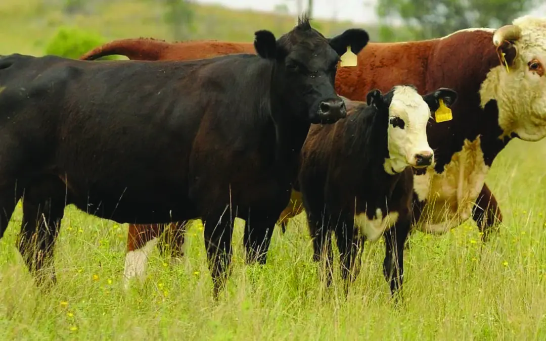 Boost for beef