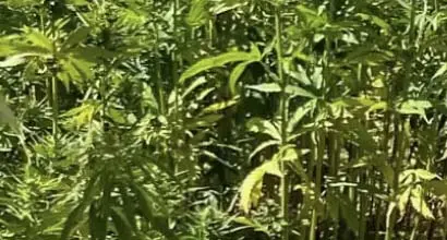 Industrial Hemp trial sites open for inspection at VIC & SA field days