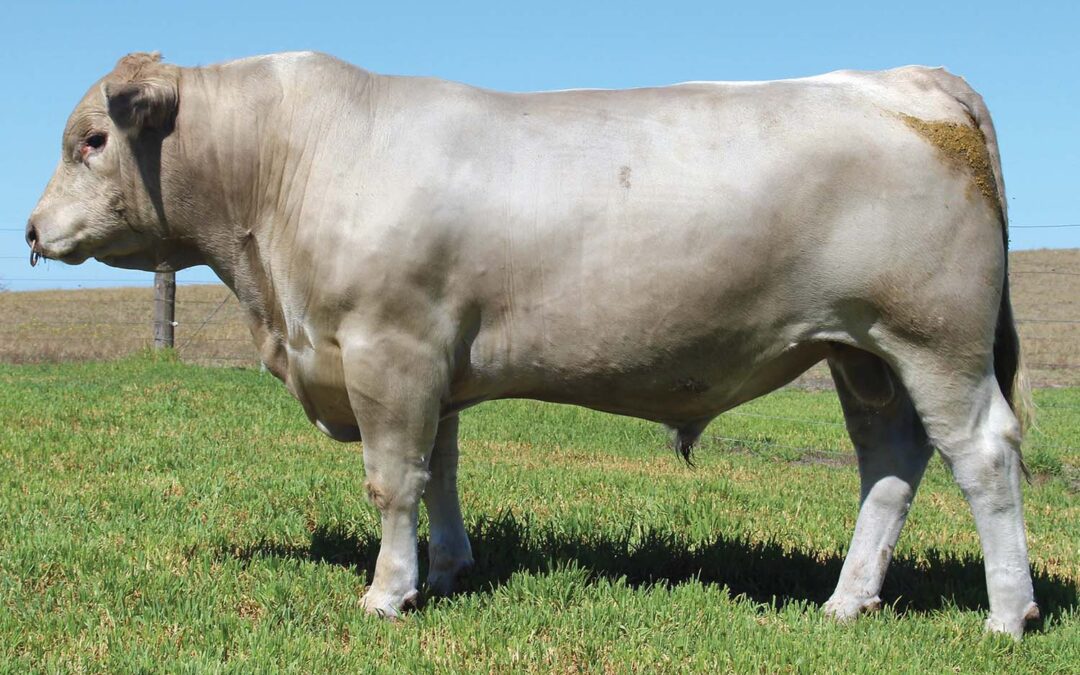 2024 South East Field Days: Green Triangle Murray Grey Sale