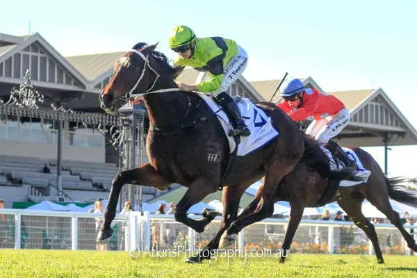 Adelaide Cup curse strikes ‘Hasta’ again