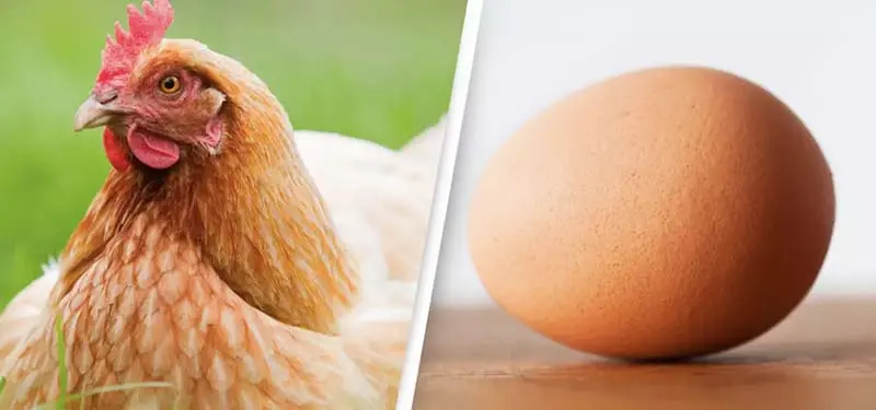 Chicken, egg supply normal