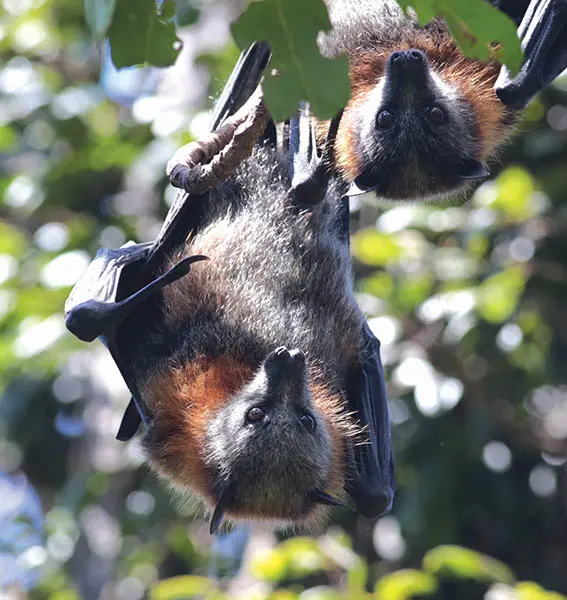 Flying foxes among us